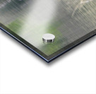 Bald Eagle on the Columbia Acrylic print