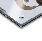 Big Horn Sheep Acrylic print