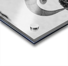 Big Horn Sheep B & W Acrylic print