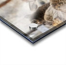 Lady Elks Acrylic print