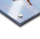 Pelicans Acrylic print