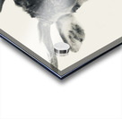 Elk in Black and White  Acrylic print