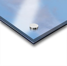 Pelican flight Acrylic print