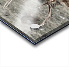 IMG 3516 Acrylic print