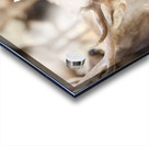 Elk Season Acrylic print