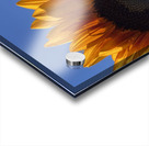 Big Sunflower Acrylic print