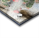 Cactus Bloom -Red Acrylic print