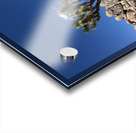 Joshua Tree -3 Acrylic print