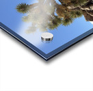 Joshua Tree -1 Acrylic print