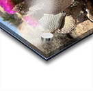 Cactus Bloom Acrylic print