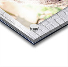 Brown Bear -2 Acrylic print