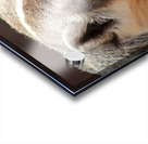 Badger -2 Acrylic print