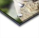 Bobcat -1 Acrylic print