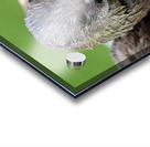 River Otter Acrylic print