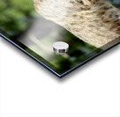 Bobcat -2 Acrylic print