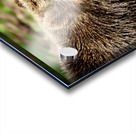 Brown Bear -1 Acrylic print