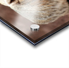 Badger -1 Acrylic print