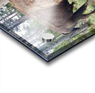 Yellowstone Bison Acrylic print