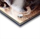 Bison in Arizona  Acrylic print