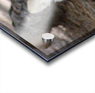 Wolf Hiding Acrylic print