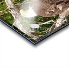 Bald Eagle in tree Acrylic print