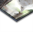 White Wolf Acrylic print