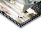 Young Wolf Acrylic print