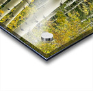 Aspens in Flagstaff -2 Acrylic print