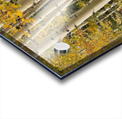 Aspens in Flagstaff -1 Acrylic print