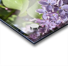 Saving the World Acrylic print