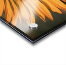 Close up Sunflower Acrylic print