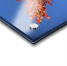 Ocotillo Bloom Acrylic print