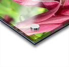 Columbine Bloom Acrylic print