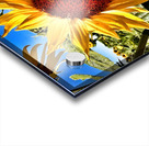 Sunflower Drama Acrylic print