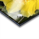 Prickly Pear Bloom -2 Acrylic print