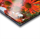 Coneflower Acrylic print