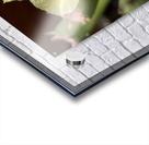 Prickly Pear Bloom -1 Acrylic print