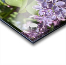 Bee-live  Acrylic print