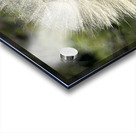 Dandelion Head Acrylic print