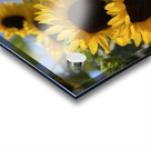 Happy Sunflowers Acrylic print