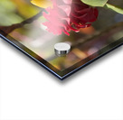 Spiral Ginger Acrylic print