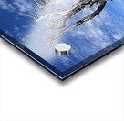 Tree overlooking Wenatchee Acrylic print