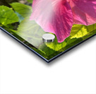 Pink Hibiscus Acrylic print