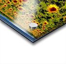 The Sunflower Sea Acrylic print