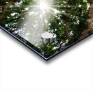 Banyan Tree Acrylic print