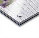 Lavender  Acrylic print