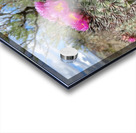 Barrel Cactus Acrylic print