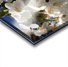 White Cherry Blossoms  -1 Acrylic print