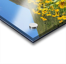 Balsam Root Wildflowers Acrylic print