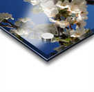 White Cherry Blossom -2 Acrylic print